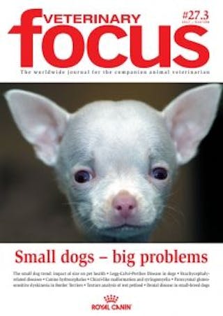 Small dogs – big problems